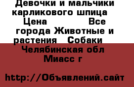 Девочки и мальчики карликового шпица  › Цена ­ 20 000 - Все города Животные и растения » Собаки   . Челябинская обл.,Миасс г.